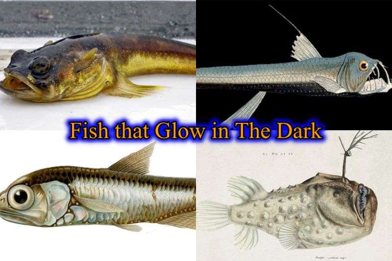 Fish that Glow in The Dark