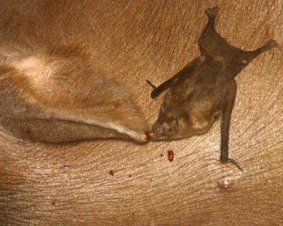 How do Vampire Bats drink Blood