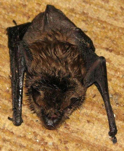 What Insects do Bats Eat? (Answer & Explanation)