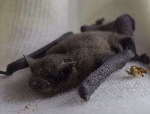 Greater Noctule Bat 