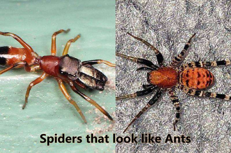 Spiders that look like Ants