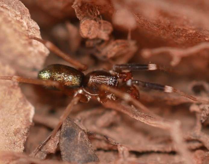 Greater Ant-Mimic Corinne Spider