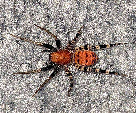 Orange Ant Mimic Sac Spider