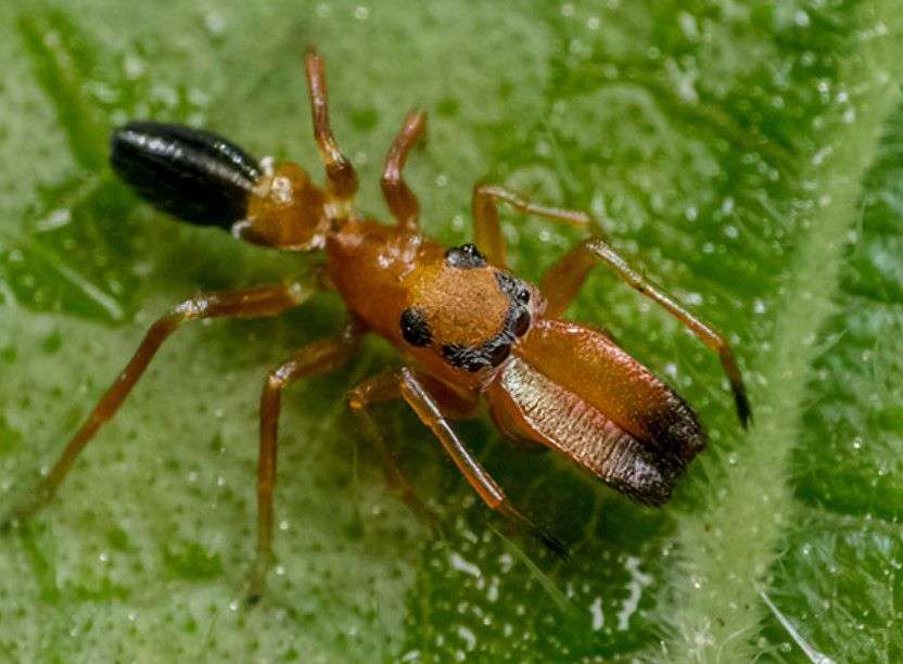 Strobe Ant-Mimic Jumping Spider