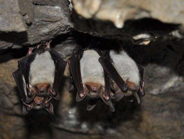 Vampire Bats Drink Blood