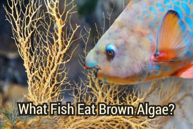 What Fish eat Brown Algae