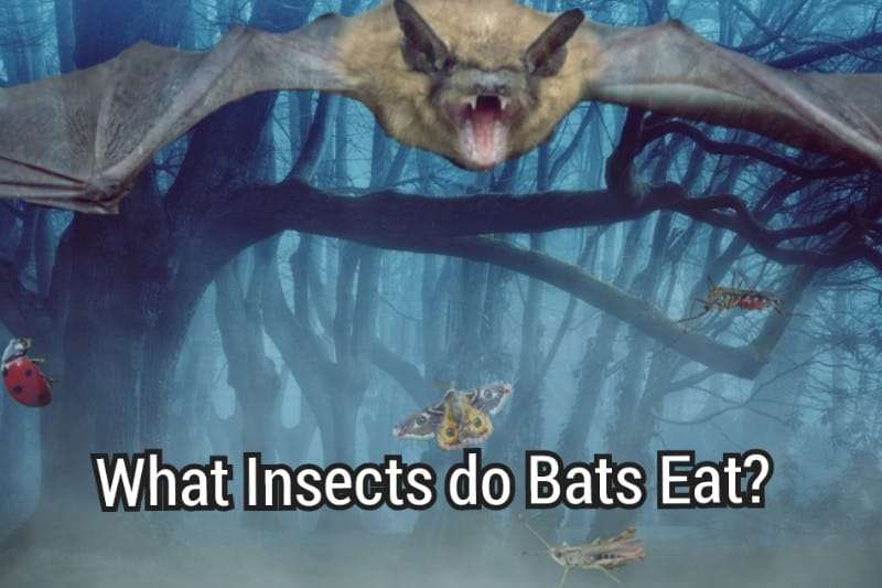 What Insects do Bats Eat