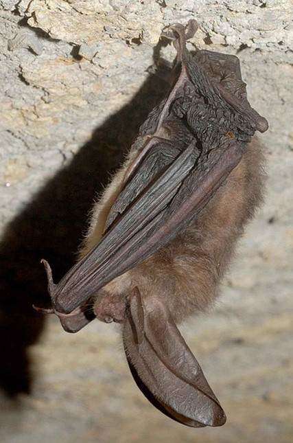 Bats Eating Insect
