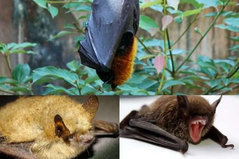 What do Bats Eat and Drink