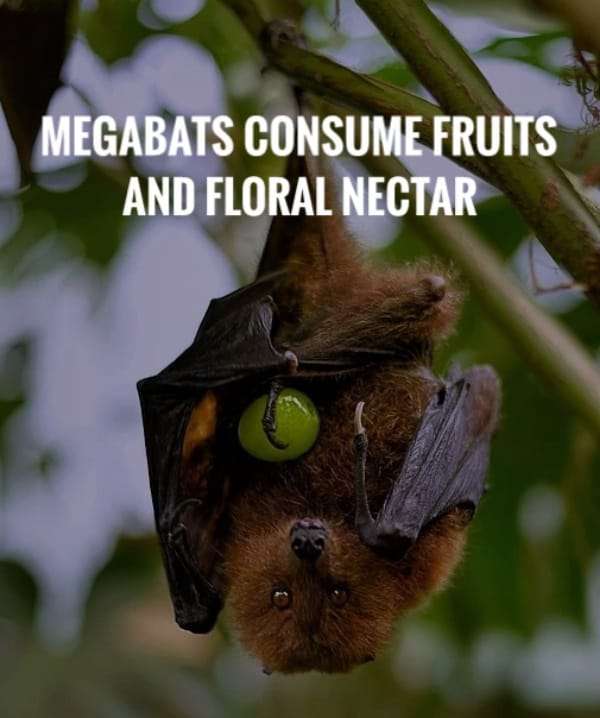 Megabats consume Fruits