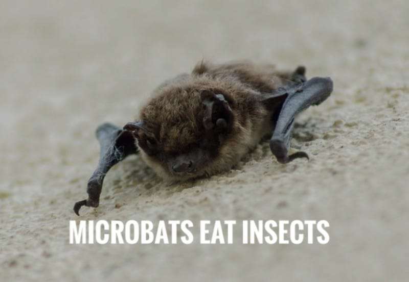 Microbats eat insects