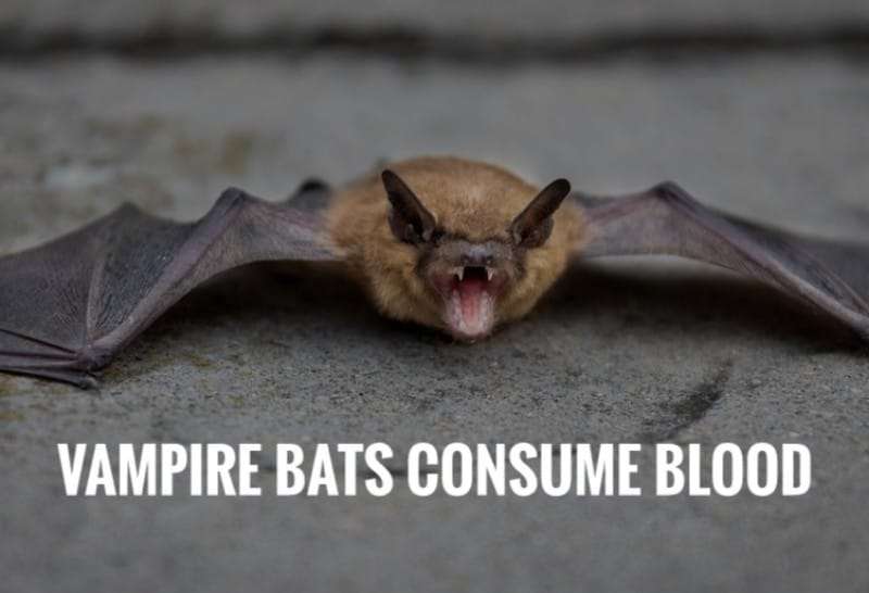Vampire Bats consume blood