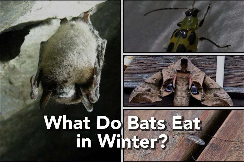 Bats-Winter Diet