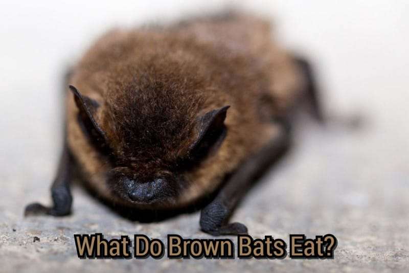 What do Brown Bats eat
