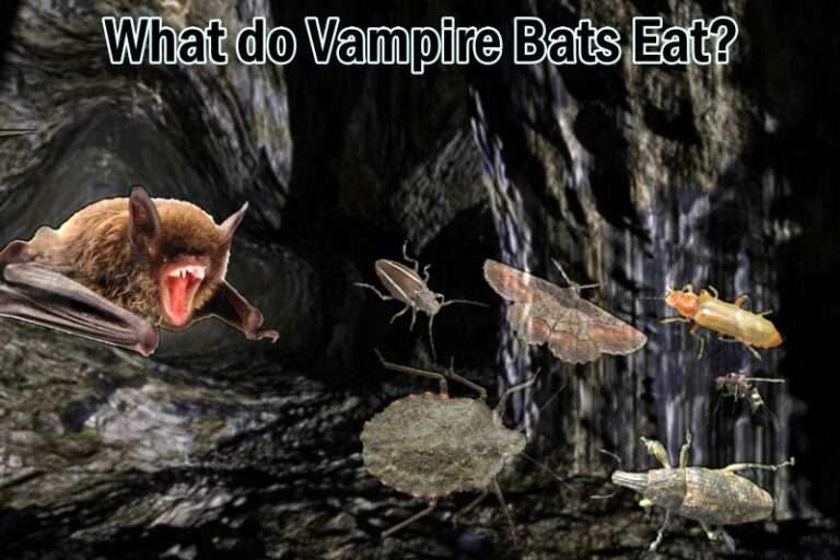 What do Vampire Bats Eat