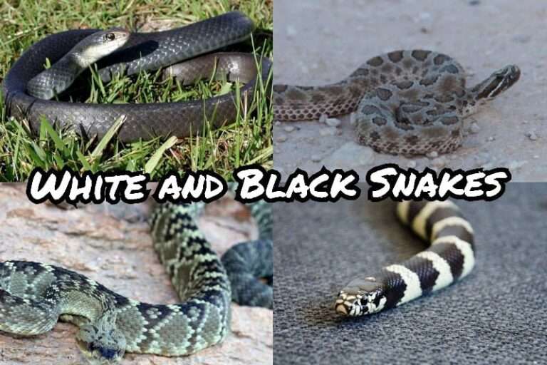 White and Black Snakes