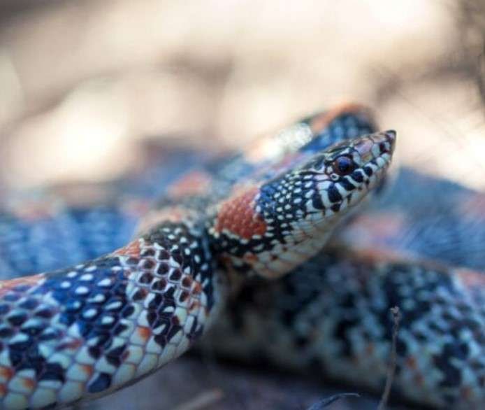 Long-Nosed Desert Snake