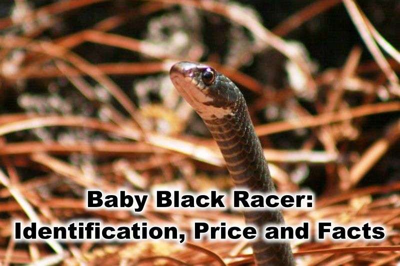 Baby Black Racer