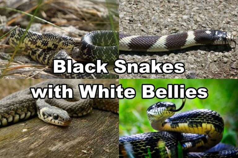 Black Snakes with White Bellies