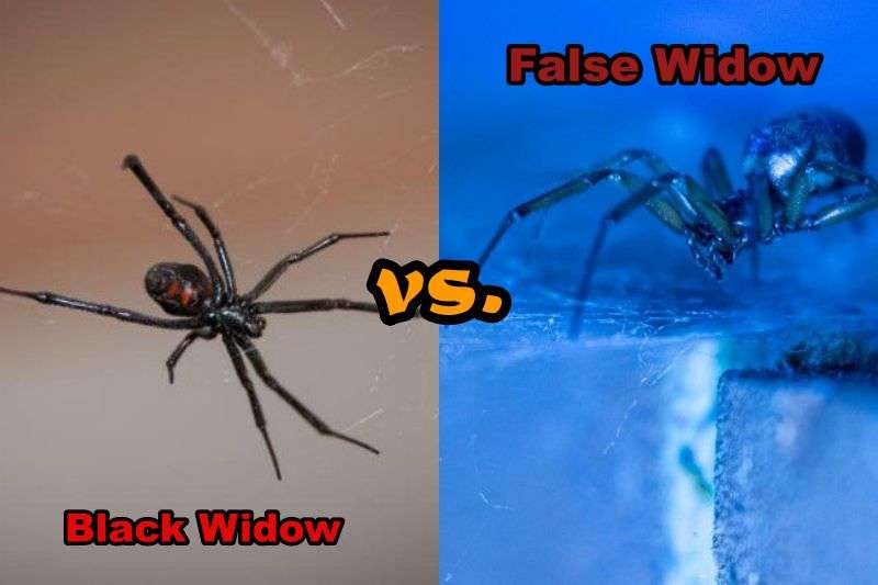 Black Widow vs False Widow