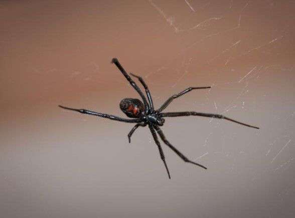 Black Widow web
