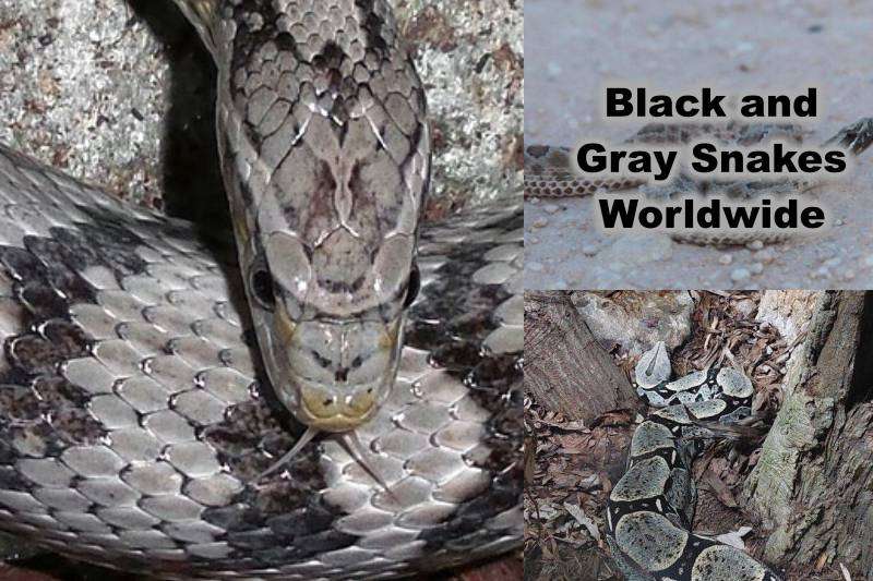 Black and Gray Snakes Worldwide
