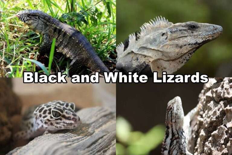 Black and White Lizards