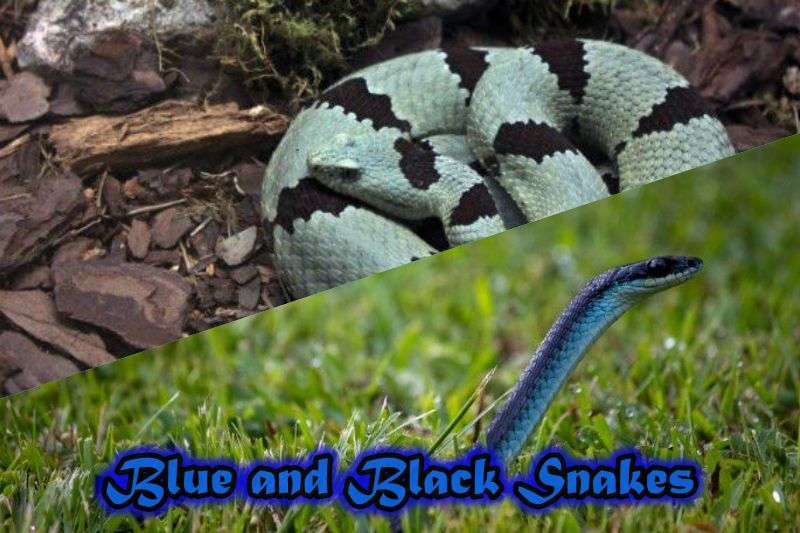 Blue and Black Snakes