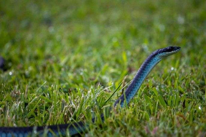 Tazer- Blue Black Rattlesnake