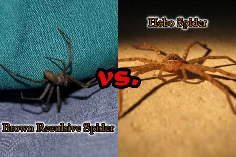 Brown Recluse Spider vs Hobo Spider