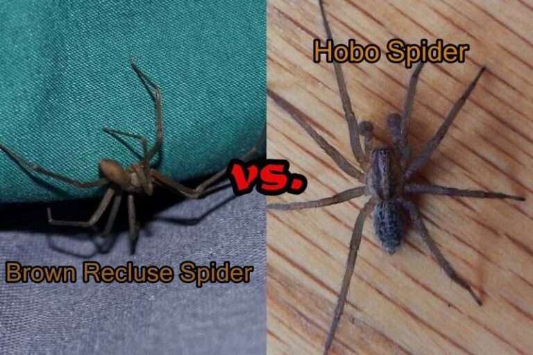 Brown Recluse vs Hobo Spider