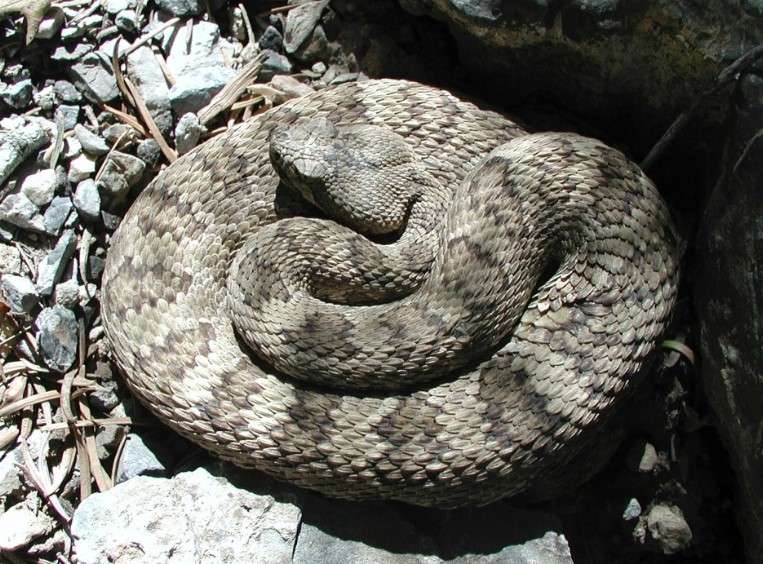 Cyclades Blunt Nosed Viper