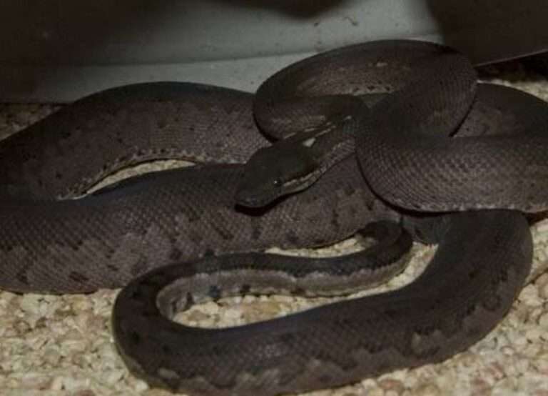 20 Rarest Brown and Black Snakes Worldwide (With Pictures) - HowitSee