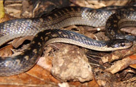 St. Lucia Racer Snake