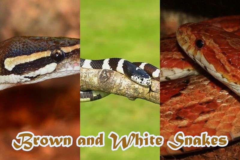 Brown and White Snakes