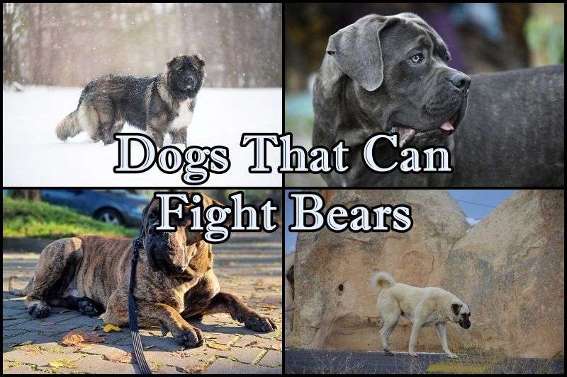 Dogs That Can Fight Bears