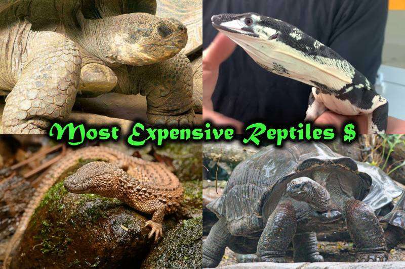 Most Expensive Reptiles