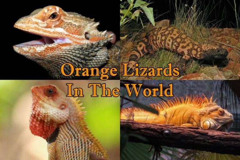Orange Lizards in The World