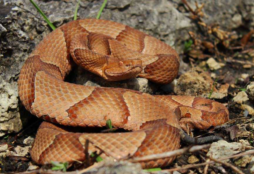 Eastern Copperhead Snake