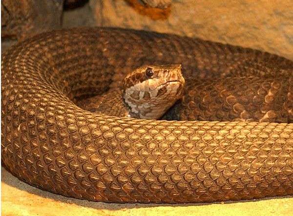 Florida Cottonmouth Snake