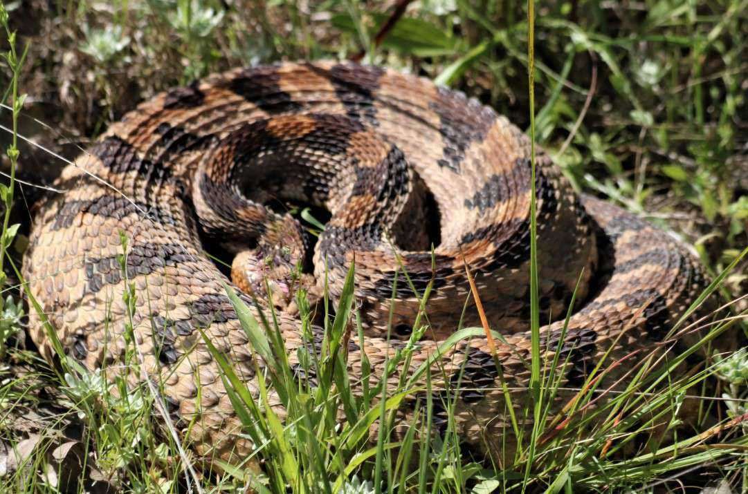 Timber Rattlesnake