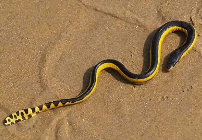 Yellow-Bellied Sea Snake