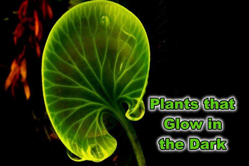 Plants that Glow in the Dark