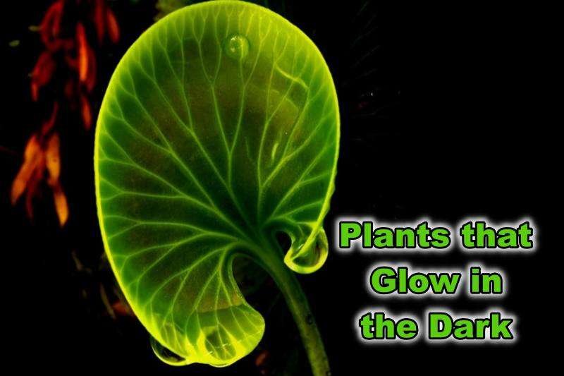 Plants That Glow Glowleaf PEEQT