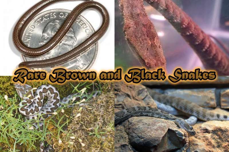 Rare Brown and Black Snakes