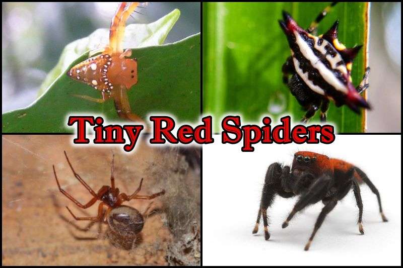 Tiny Red Spiders