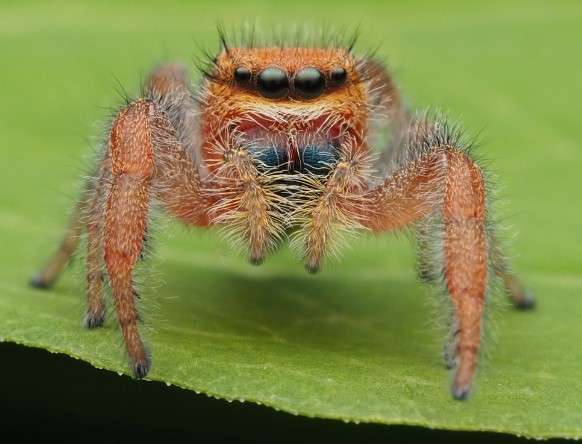 Whitman's Jumping Spider