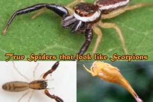 6+ True Spiders that look like Scorpions & (Why Do They Look Like