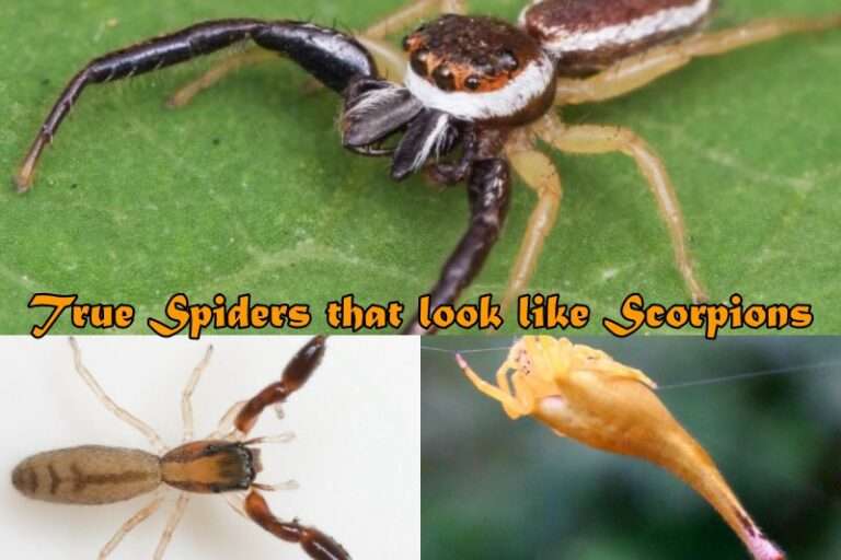 Spiders that look like Scorpions