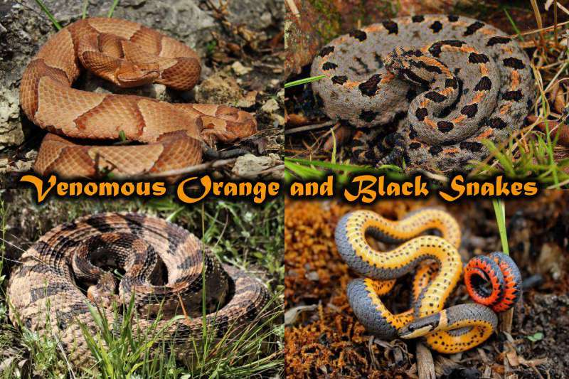 Venomous Orange and Black Snakes